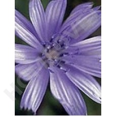 Chicory Bachblüten für Tiere